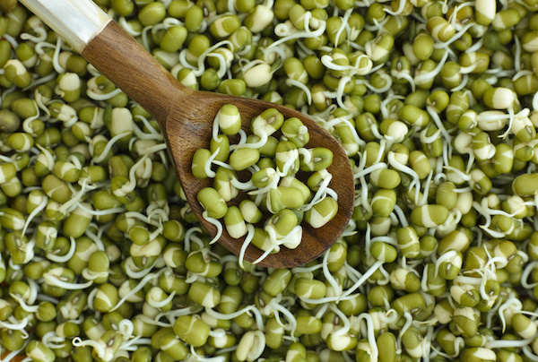 Home-grown fresh mung bean (mash) sprouts in wooden spoon on sprouts background.