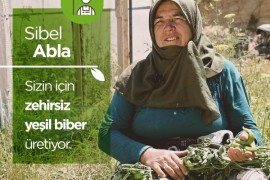 Sibel Abla Yeşil Biber Üretiyor
