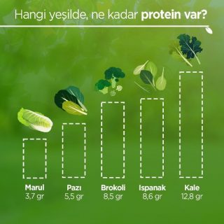 Hangi Yeşilde, Ne Kadar Protein Var?